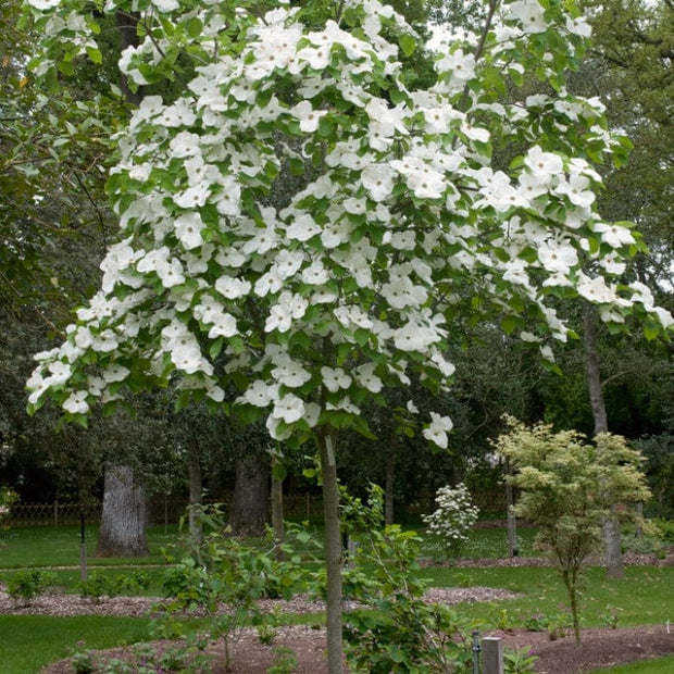 White Flowering Dogwood Tree | Cornus 'Eddie's White Wonder' Ornamental Trees