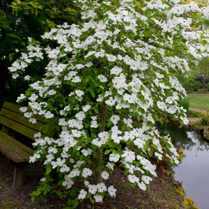 White Flowering Dogwood Tree | Cornus 'Eddie's White Wonder' Ornamental Trees