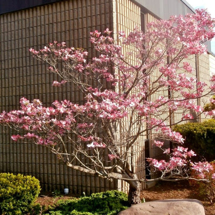 Pink Flowering Dogwood Tree | Cornus florida 'Rubra' Ornamental Trees