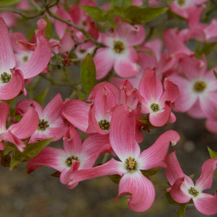 Pink Flowering Dogwood Tree | Cornus florida 'Rubra' Ornamental Trees