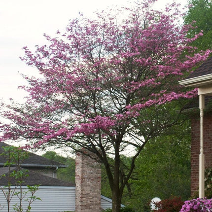 Pink Flowering Dogwood Tree | Cornus florida 'Rubra' Ornamental Trees