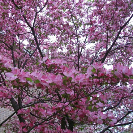 Pink Flowering Dogwood Tree | Cornus florida 'Rubra' Ornamental Trees