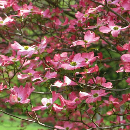 Pink Flowering Dogwood Tree | Cornus florida 'Rubra' Ornamental Trees