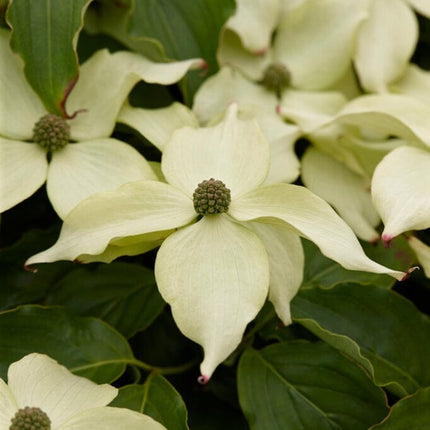 Nicole' Japanese Dogwood Tree | Cornus kousa Ornamental Trees