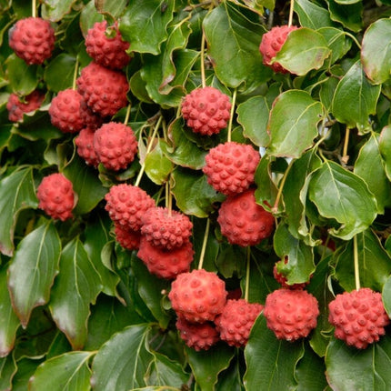 Nicole' Japanese Dogwood Tree | Cornus kousa Ornamental Trees