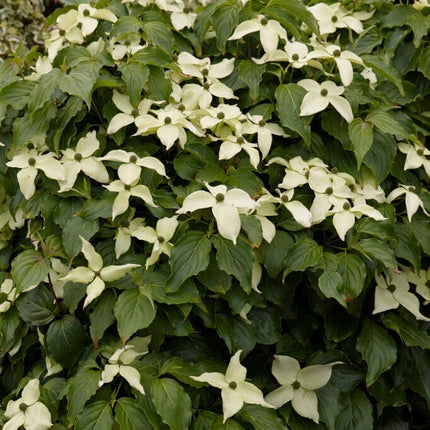 Nicole' Japanese Dogwood Tree | Cornus kousa Ornamental Trees