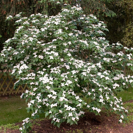 Nicole' Japanese Dogwood Tree | Cornus kousa Ornamental Trees