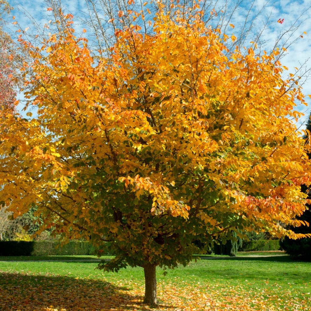 Persian Ironwood Tree | Parrotia persica – Roots Plants