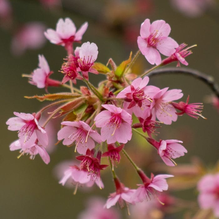 'Kursar' Dwarf Cherry Blossom Tree – Roots Plants