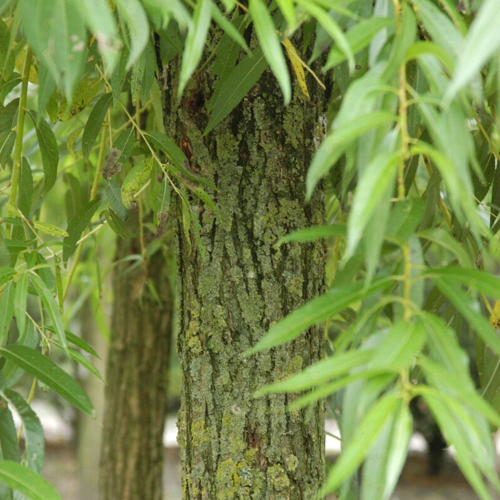 Scarlet Willow Tree | Salix alba 'Chermesina' - Roots Plants