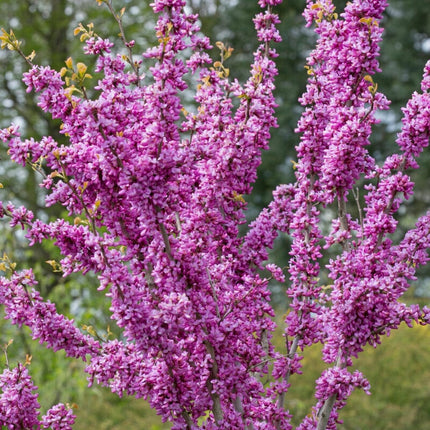 Chinese Redbud Tree | Cercis chinensis 'Avondale' Ornamental Trees