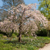 Pink Weeping Winter Flowering Cherry Tree | Prunus subhirtella 'Pendula Rosea' Ornamental Trees