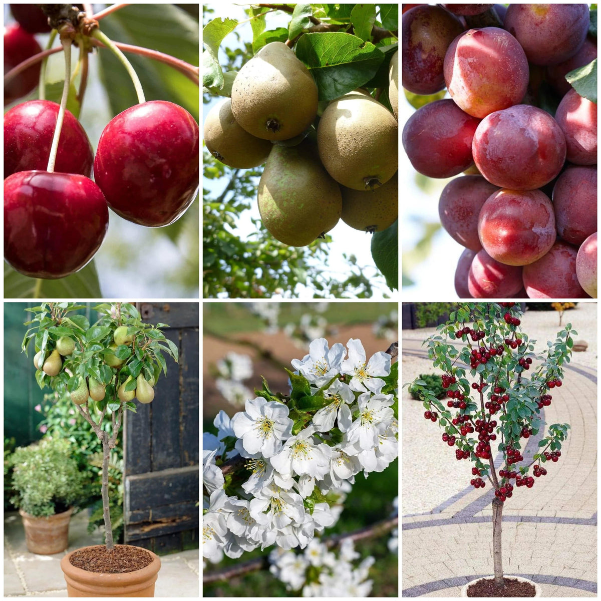 Award Winning Patio Fruit Tree Collection | Cherry, Pear & Plum - Roots ...