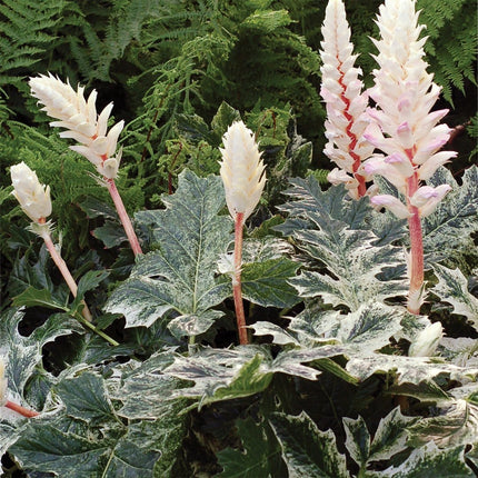 30cm Acanthus 'Whitewater' | 10.5cm Pot Perennial Bedding