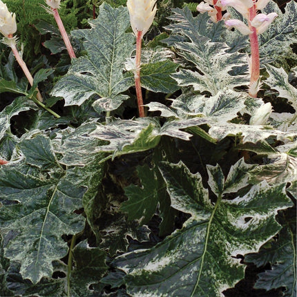 30cm Acanthus 'Whitewater' | 10.5cm Pot Perennial Bedding