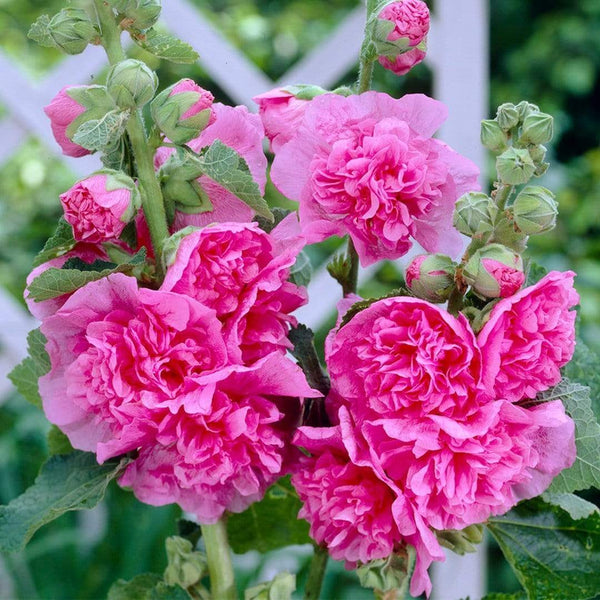 Alcea rosea Hollyhock 'Double Pink' (Pot Size 1ltr) Perennial - The Boma  Garden Centre