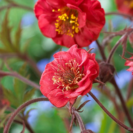 30cm Geum 'Flames of Passion' | 10.5cm Pot Perennial Bedding