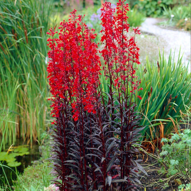 Lobelia 'Queen Victoria' | 10.5cm Pot Perennial Bedding