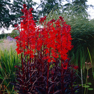 Lobelia 'Queen Victoria' | 10.5cm Pot Perennial Bedding