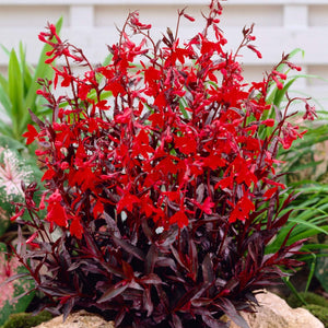 Lobelia 'Queen Victoria' | 10.5cm Pot Perennial Bedding