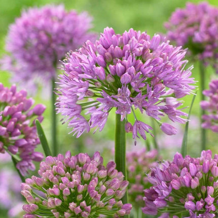 'Allium Millenium' 3L Pot Perennial Bedding