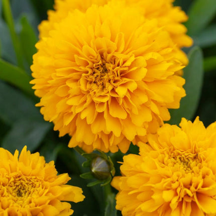 Coreopsis 'Golden Sphere' 3L Pot Perennial Plants