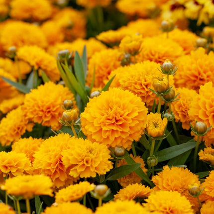 Coreopsis 'Golden Sphere' 3L Pot Perennial Plants