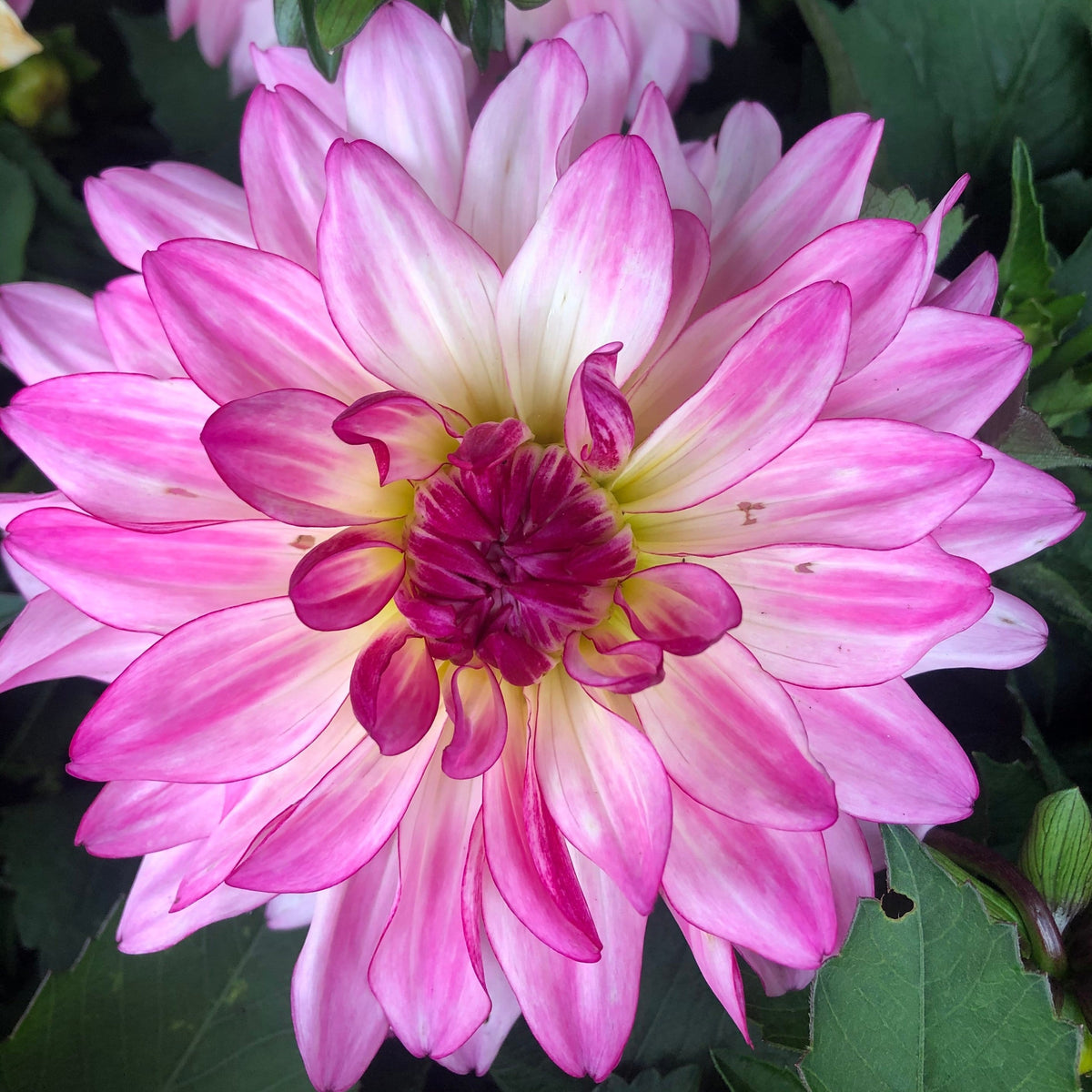 Dahlia 'Sincerity' – Roots Plants