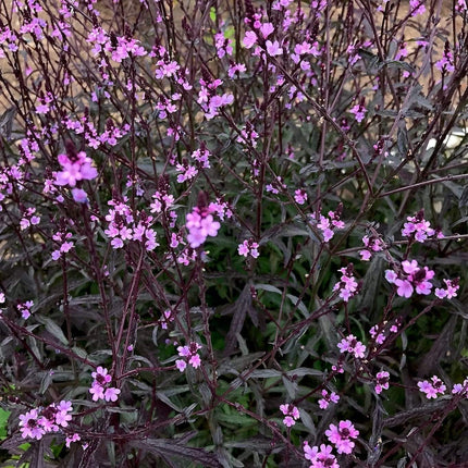 Verbena 'Bampton' | 3L Pot Perennial Bedding