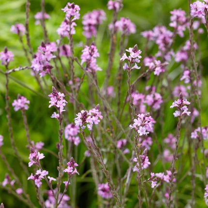 Verbena 'Bampton' | 3L Pot Perennial Bedding