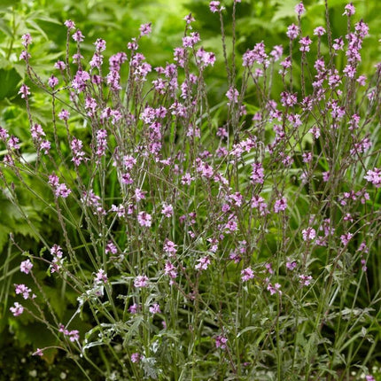 Verbena 'Bampton' | 3L Pot Perennial Bedding