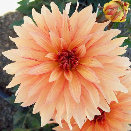 Dahlia 'Autumn Fairy' | 3L Pot Perennial Bedding