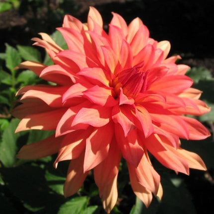 Dahlia 'Autumn Fairy' | 3L Pot Perennial Bedding