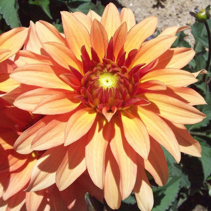 Dahlia 'Autumn Fairy' | 3L Pot Perennial Bedding