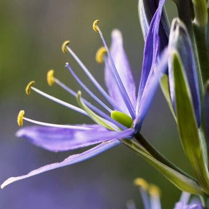 Camassia 'Caerulea' Perennial Bedding