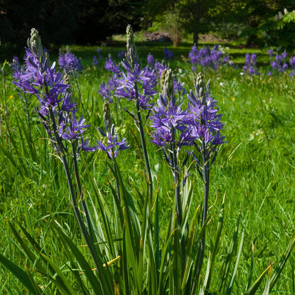 Camassia 'Caerulea' Perennial Bedding