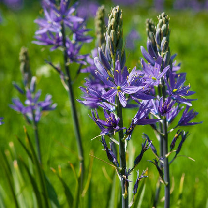 Camassia 'Caerulea' Perennial Bedding