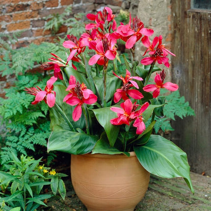 Canna 'Cannova Rose' Perennial Bedding