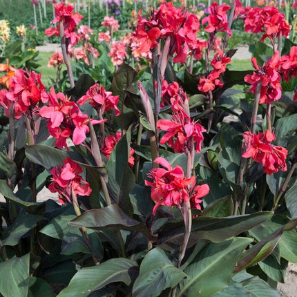 Canna 'Cannova Rose' Perennial Bedding