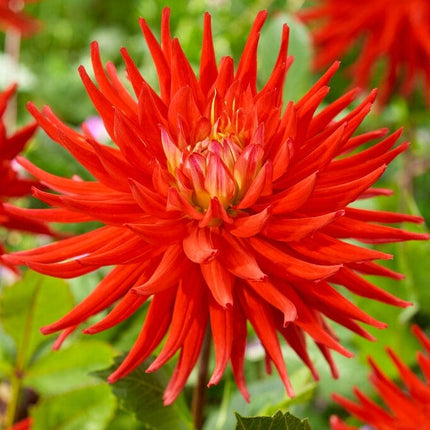 Dahlia 'Karma Red Corona' Perennial Bedding