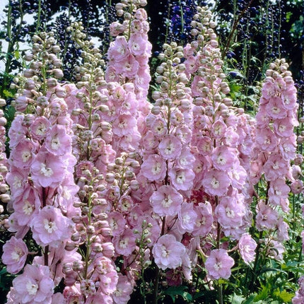 Delphinium 'elatum Strawberry Fair' Perennial Bedding