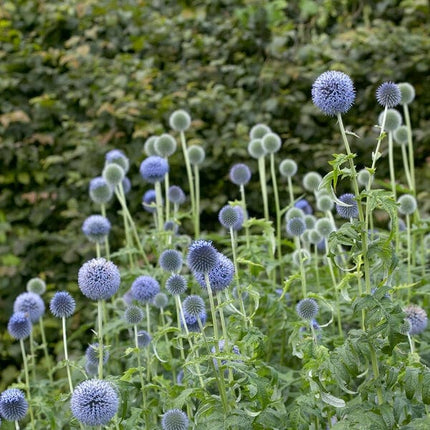 Echinops 'Taplow Blue' Perennial Bedding