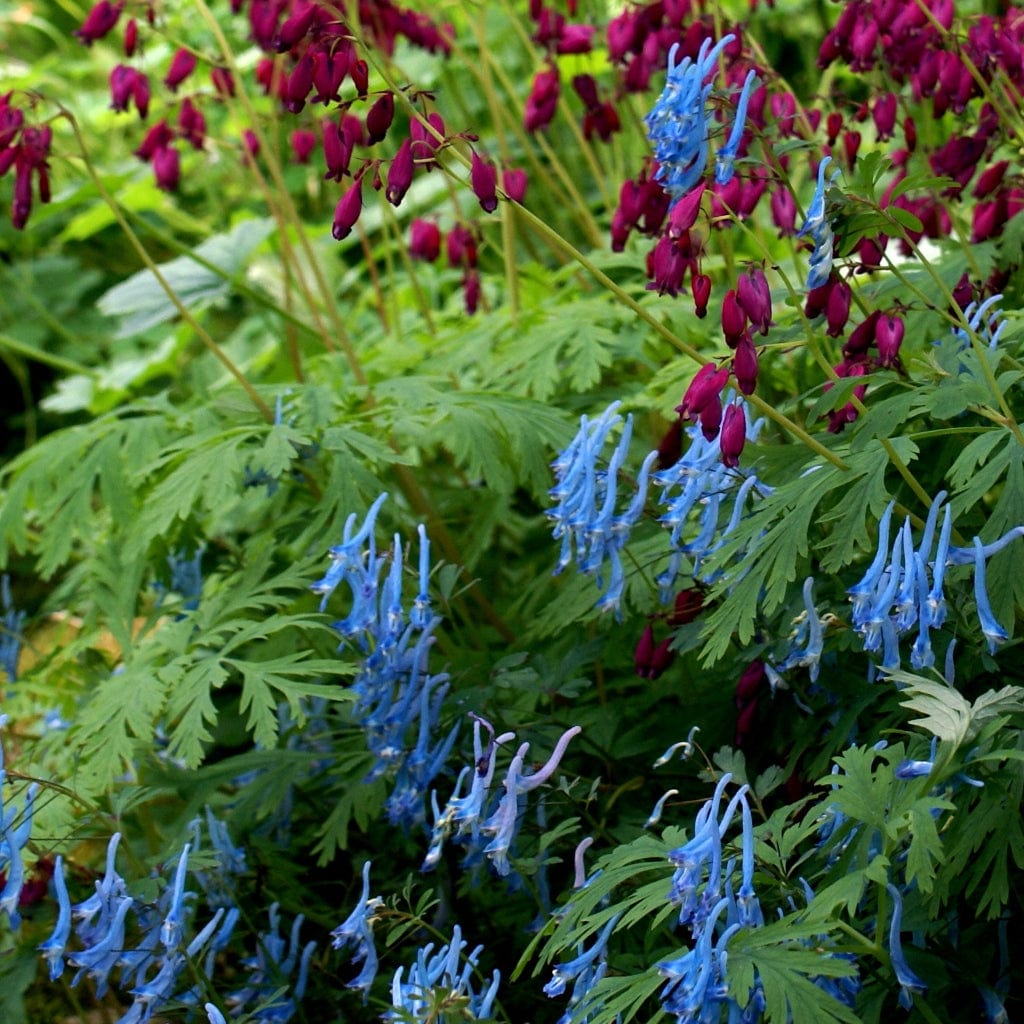 Corydalis Blue Heron - Roots Plants