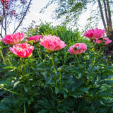 Peony Coral Sunset Perennial Bedding