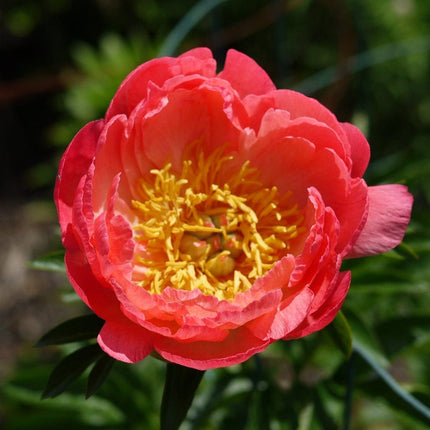 Peony Coral Sunset Perennial Bedding