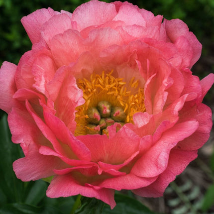 Peony Coral Supreme Perennial Bedding