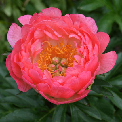 Peony Coral Supreme Perennial Bedding