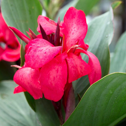 Canna Cannova 'Rose' Perennial Bedding