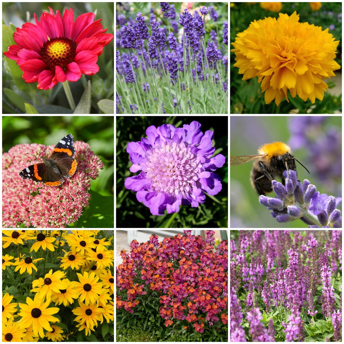 Plants For Butterflies And Bees 