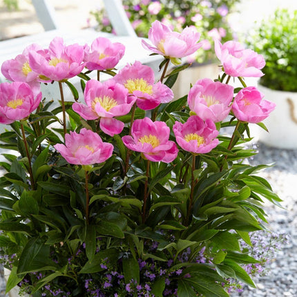 50cm Peony 'Bowl of Love' | 3L Pot Perennial Bedding